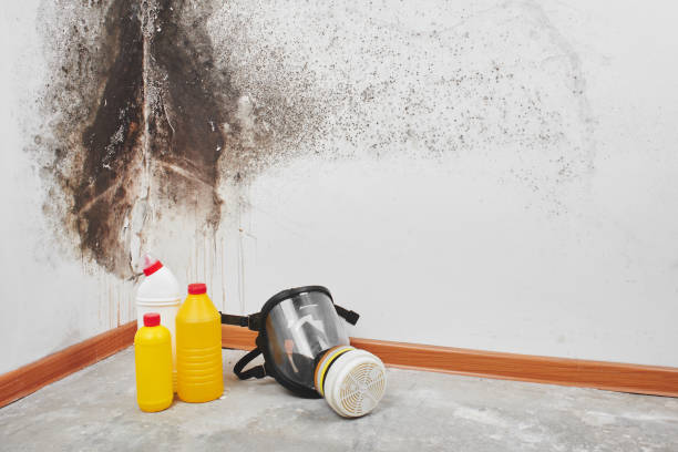 Best Post-Flood Mold Remediation in Caledonia, MN