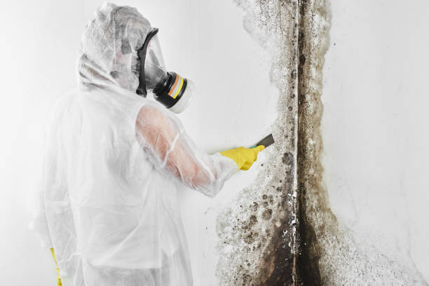 Best HVAC Mold Remediation in Caledonia, MN