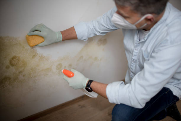 Best Attic Mold Remediation in Caledonia, MN