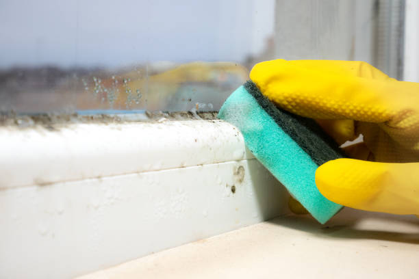 Professional Mold Remediation in Caledonia, MN
