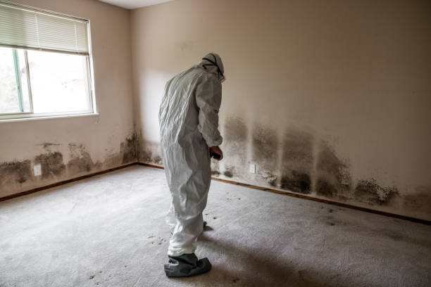 Trusted Caledonia, MN Mold Remediation Experts